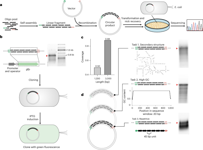 MOSAIC DNA assembly workflow with gel images and charts showing tests of the assembled gene fragments.