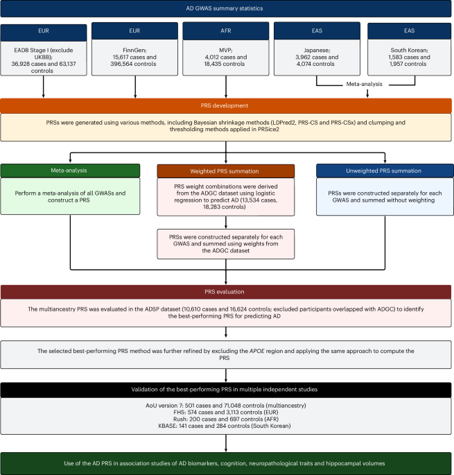 Study diagram and charts describing the development and testing of an Alzheimer disease genetic risk score across ancestry groups.