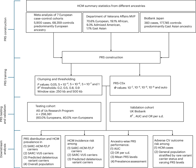 Study diagram showing how a genetic risk score for an enlarged heart muscle was developed and tested across populations.